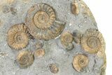 Fossil Ammonite (Arnioceras & Promicroceras) Cluster - England #317002-2